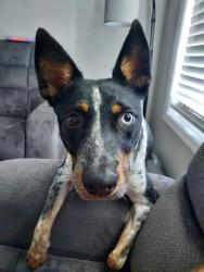 Lost Male Dog last seen King Fisher Grocery, Mount Sterling, KY 40353