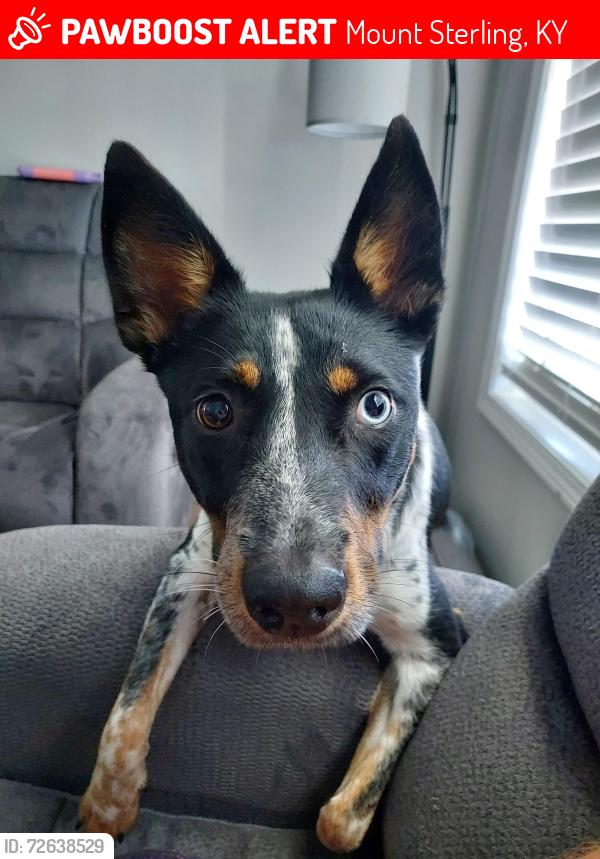 Lost Male Dog last seen King Fisher Grocery, Mount Sterling, KY 40353