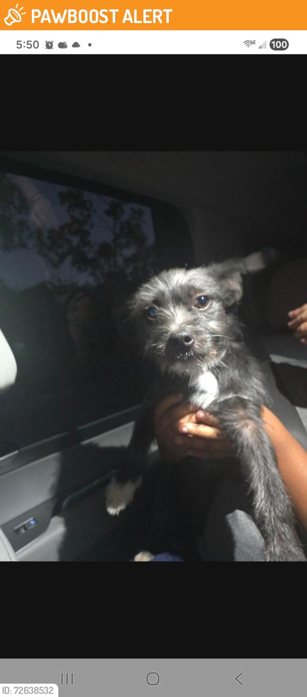 Found/Stray Male Dog last seen Near st 157 ave, Miami-Dade County, FL 33031