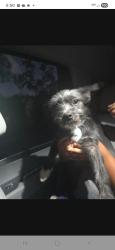 Found/Stray Male Dog last seen Near st 157 ave, Miami-Dade County, FL 33031