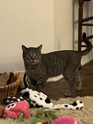 Found/Stray Male Cat last seen At the corner of Peace Haven Rd and 401, in the Villas at Peace haven neighborhood, Winston-Salem, NC 27103
