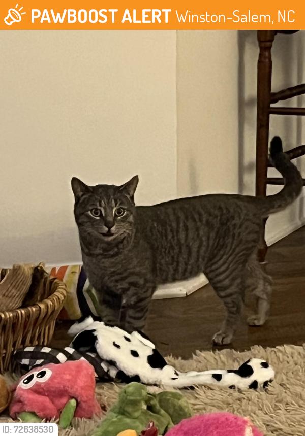Found/Stray Male Cat last seen At the corner of Peace Haven Rd and 401, in the Villas at Peace haven neighborhood, Winston-Salem, NC 27103