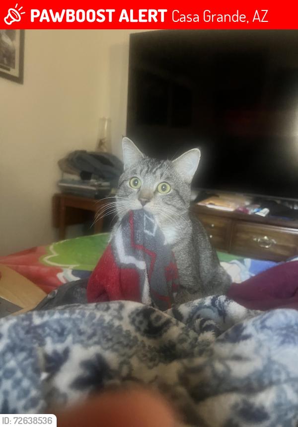 Lost Male Cat last seen E Cottonwood LN , Casa Grande, AZ 85122