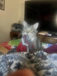 Lost Male Cat last seen E Cottonwood LN , Casa Grande, AZ 85122