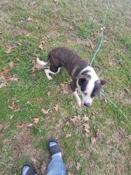 Found/Stray Male Dog last seen Old Greensboro Rd/Crawford Dairy Rd, Chapel Hill, NC 27516