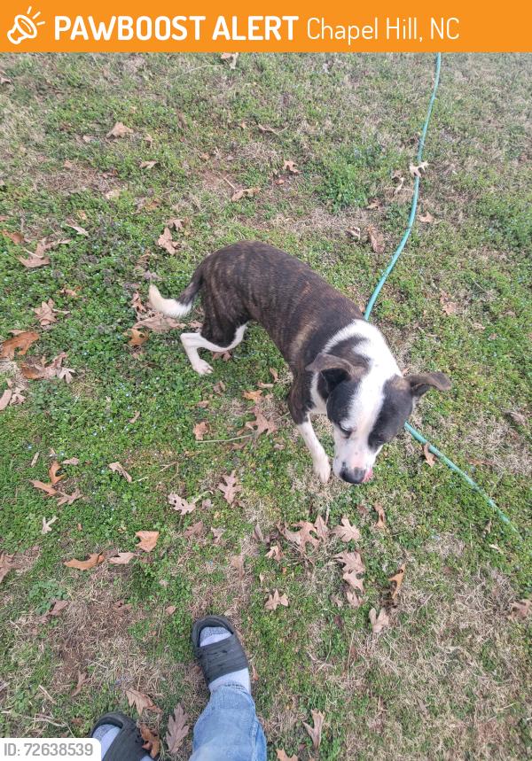 Found/Stray Male Dog last seen Old Greensboro Rd/Crawford Dairy Rd, Chapel Hill, NC 27516