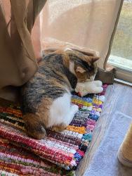 Lost Female Cat last seen Corner of Betty and Camilo off of melaleuca, Port St. Lucie, FL 34952