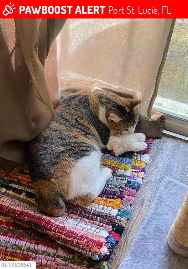 Lost Female Cat last seen Corner of Betty and Camilo off of melaleuca, Port St. Lucie, FL 34952