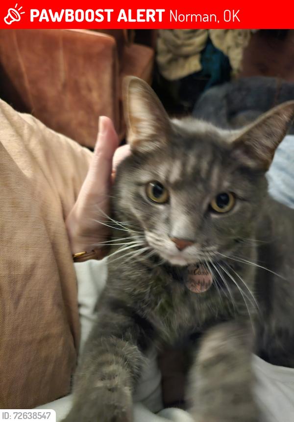 Lost Male Cat last seen Robinson asked mountain Brook dr , Norman, OK 73072
