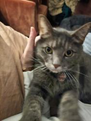 Lost Male Cat last seen Robinson asked mountain Brook dr , Norman, OK 73072