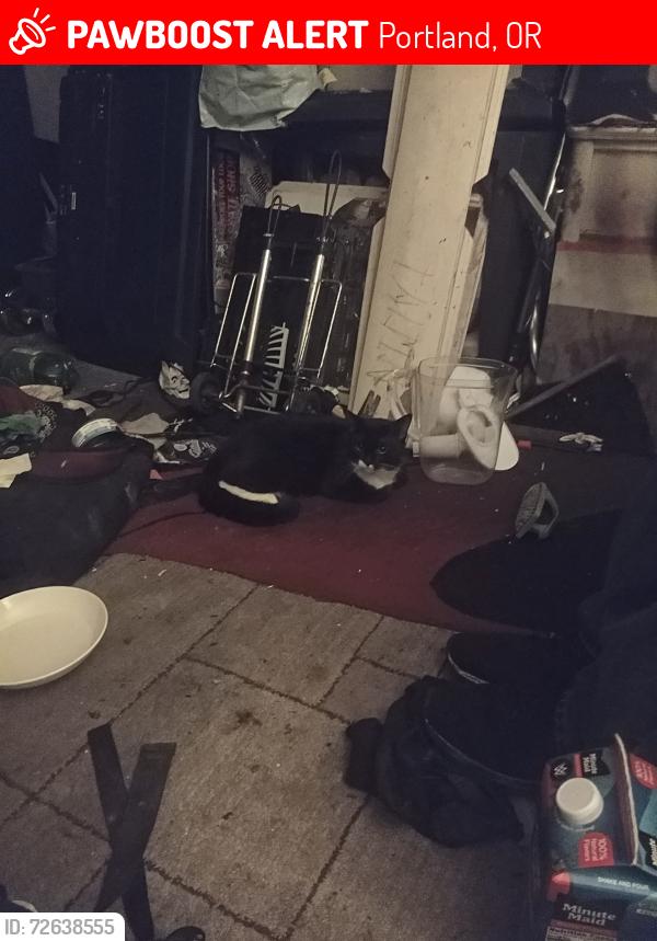 Lost Male Cat last seen Interstate maxline, Portland, OR 97217