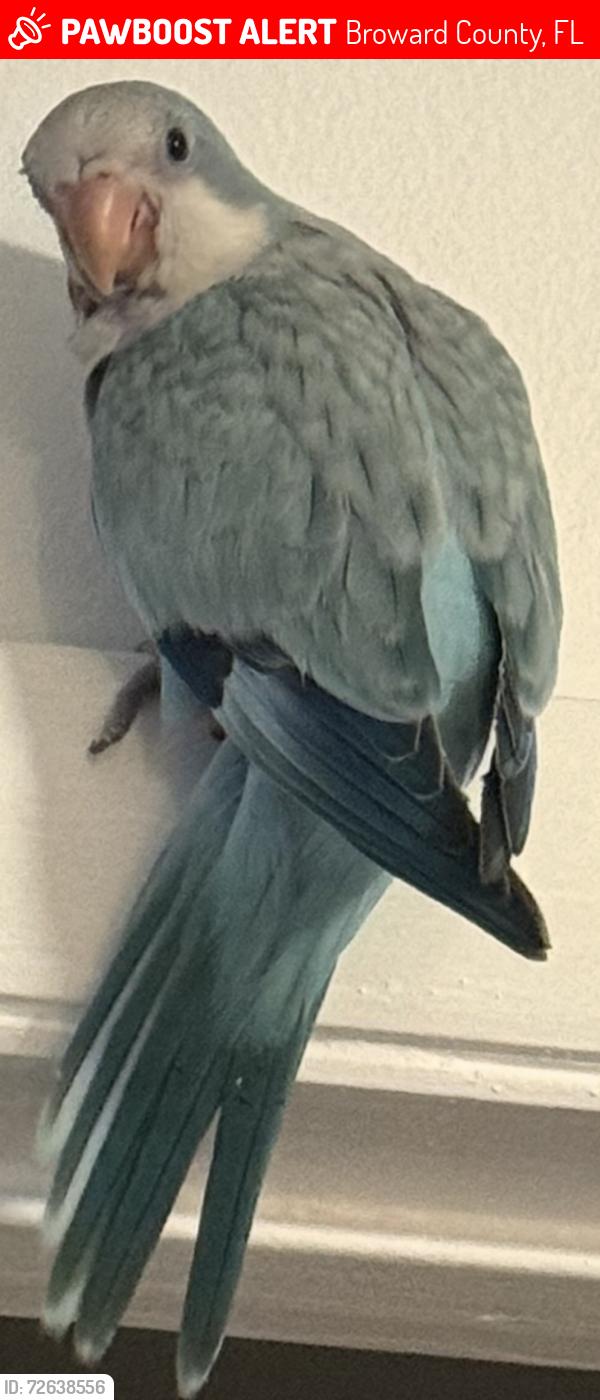 Lost Unknown Bird last seen Peters Road University Dr. to the west and 441 tot he east, Broward County, FL 33317