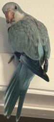 Lost Unknown Bird last seen Peters Road University Dr. to the west and 441 tot he east, Broward County, FL 33317