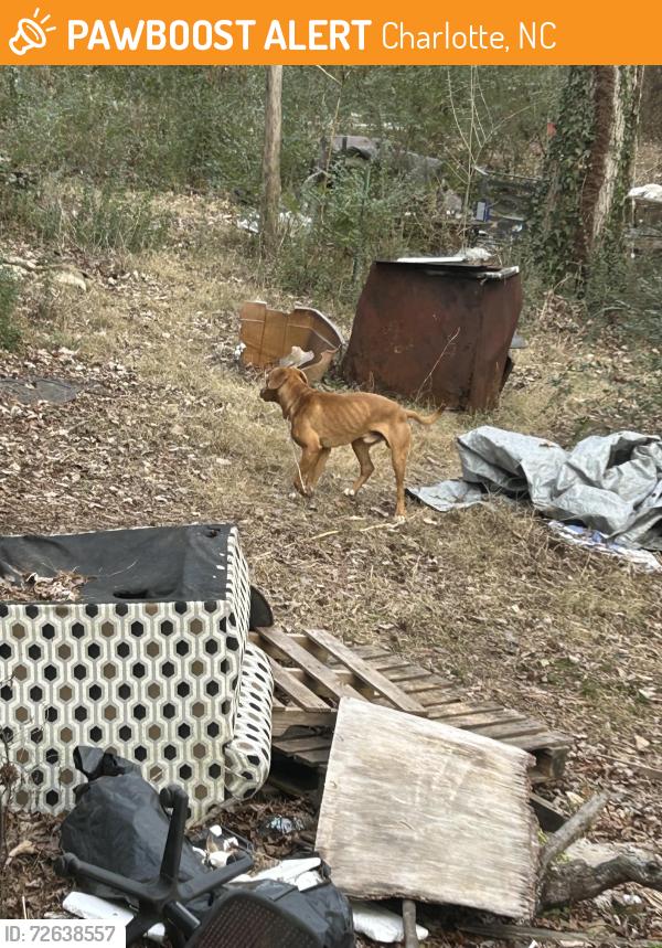 Found/Stray Male Dog last seen Little Rock and tuckadegee, Charlotte, NC 28214