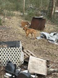 Found/Stray Male Dog last seen Little Rock and tuckadegee, Charlotte, NC 28214