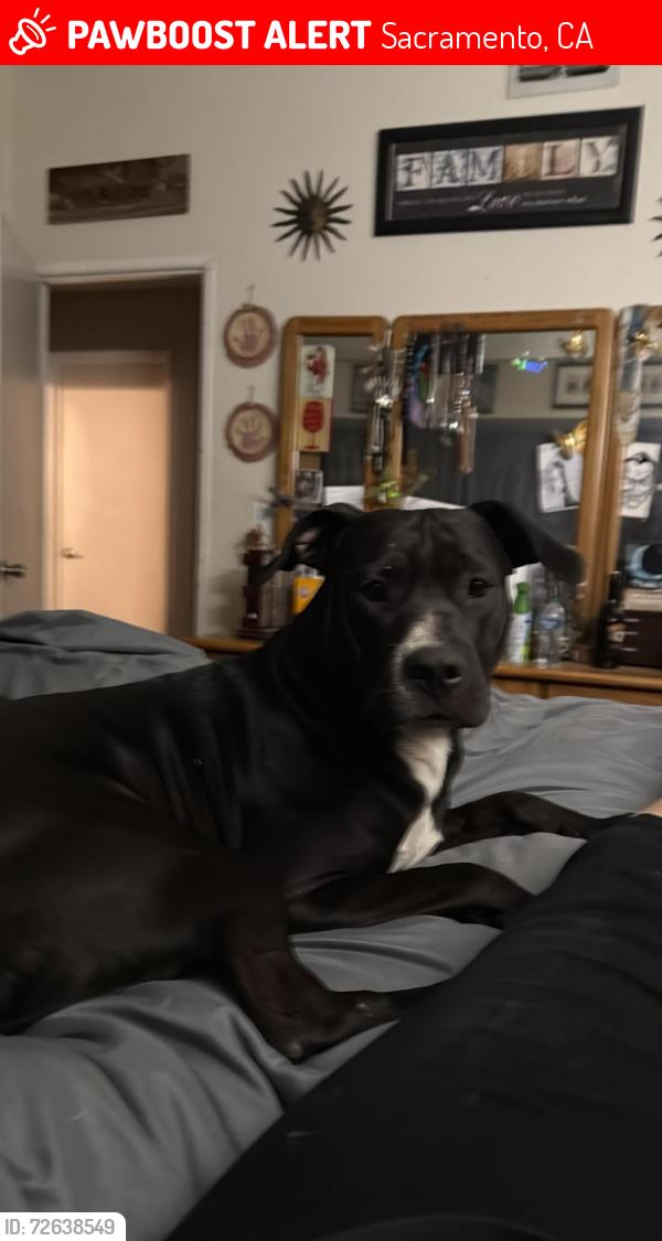 Lost Male Dog last seen Front street  shelter, Sacramento, CA 95814