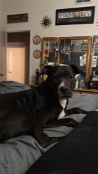 Lost Male Dog last seen Front street  shelter, Sacramento, CA 95814