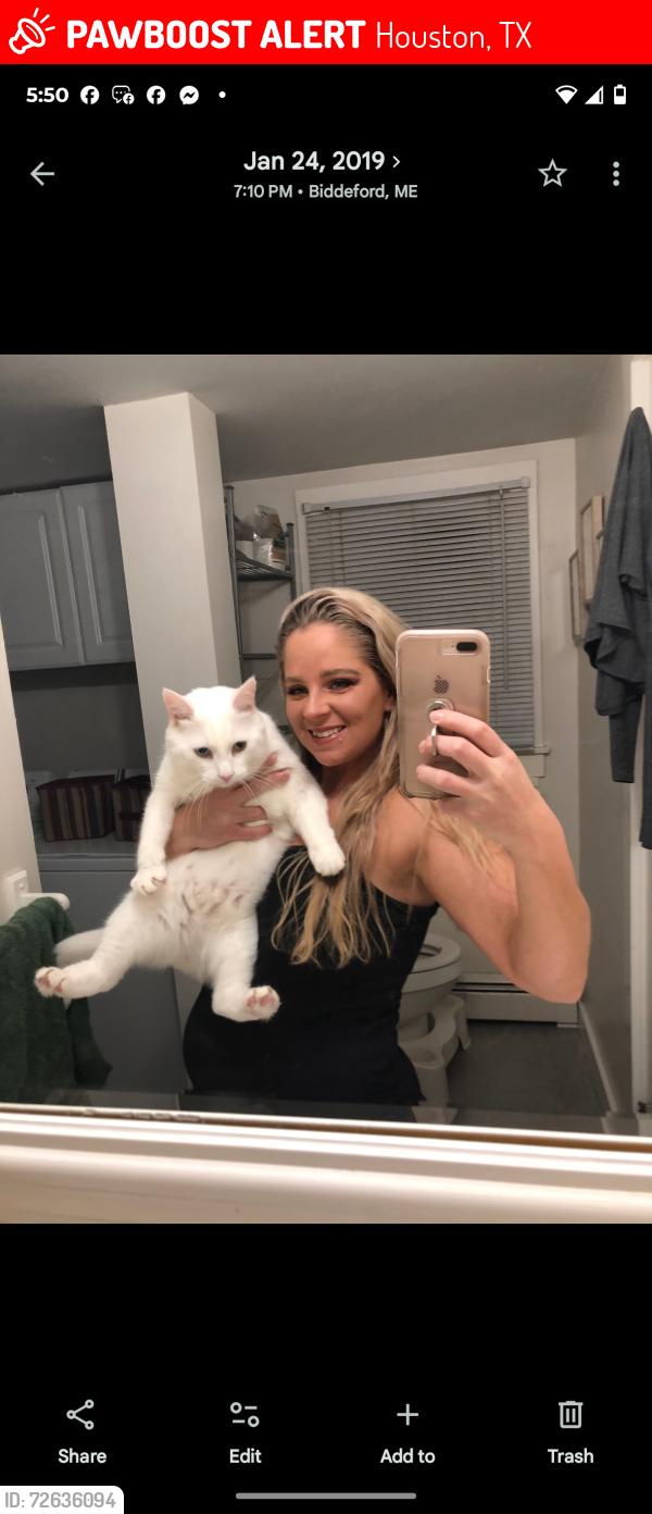 Lost Male Cat last seen Tallulah ln., Houston, TX 77077