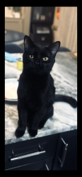 Lost Male Cat last seen Indian river and milatary hwy behind 7-11, Virginia Beach, VA 23464
