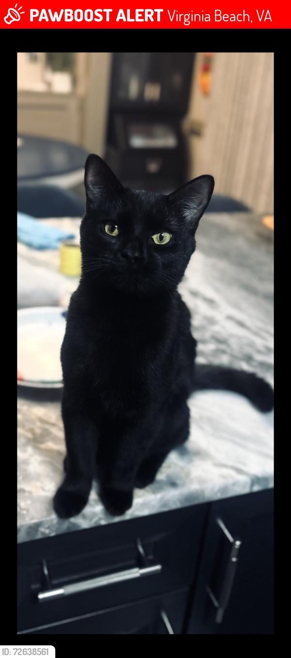 Lost Male Cat last seen Indian river and milatary hwy behind 7-11, Virginia Beach, VA 23464