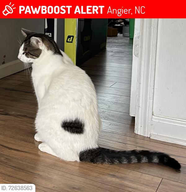 Lost Male Cat last seen Ethel Lane and Hwy 210, Angier, NC 27501