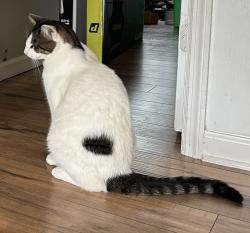 Lost Male Cat last seen Ethel Lane and Hwy 210, Angier, NC 27501