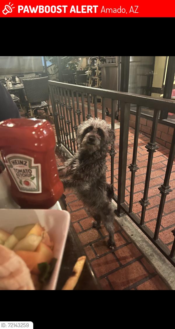 Lost Male Dog last seen Amado az, Amado, AZ 85645