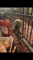 Lost Male Dog last seen Amado az, Amado, AZ 85645