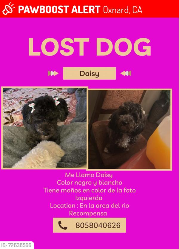Lost Female Dog last seen Walnut dr and alvarado, Oxnard, CA 93036