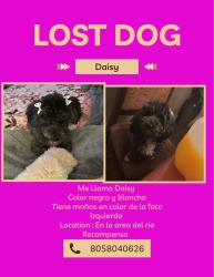 Lost Female Dog last seen Walnut dr and alvarado, Oxnard, CA 93036
