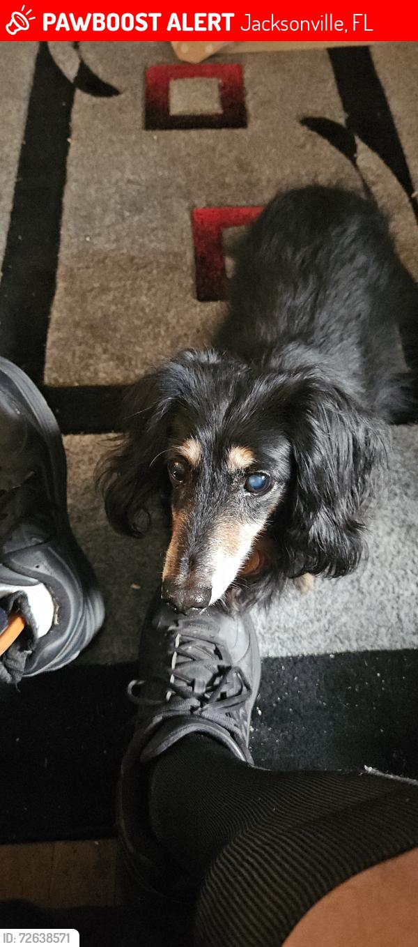 Lost Male Dog last seen Fraser.& Hilltop, Jacksonville, FL 32246