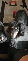 Lost Male Dog last seen Fraser.& Hilltop, Jacksonville, FL 32246