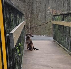Found/Stray Male Dog last seen Bridge that connects pearson/sandy springs to the neighborhood behind. , Maryville, TN 37803