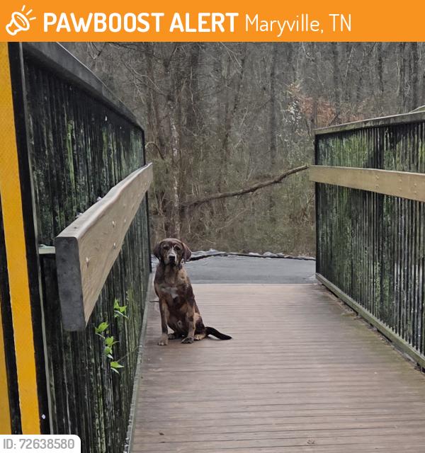 Found/Stray Male Dog last seen Bridge that connects pearson/sandy springs to the neighborhood behind. , Maryville, TN 37803
