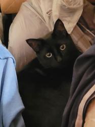 Lost Male Cat last seen Near Ave 49 ST Leduc, Leduc, AB T9E 7H6