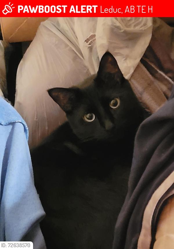 Lost Male Cat last seen Near Ave 49 ST Leduc, Leduc, AB T9E 7H6