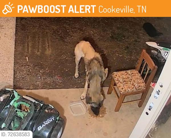 Found/Stray Unknown Dog last seen Blue water drive, Cookeville, TN 38506