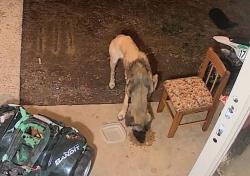 Found/Stray Unknown Dog last seen Blue water drive, Cookeville, TN 38506