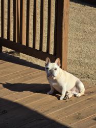Lost Male Dog last seen Trailwood Gap, Dallas Nebo Road, Paulding County, GA 30134