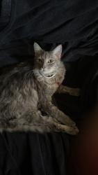 Lost Female Cat last seen Grayson Street and Nolan buy a Walmart, Merseyside, England L1 8LY