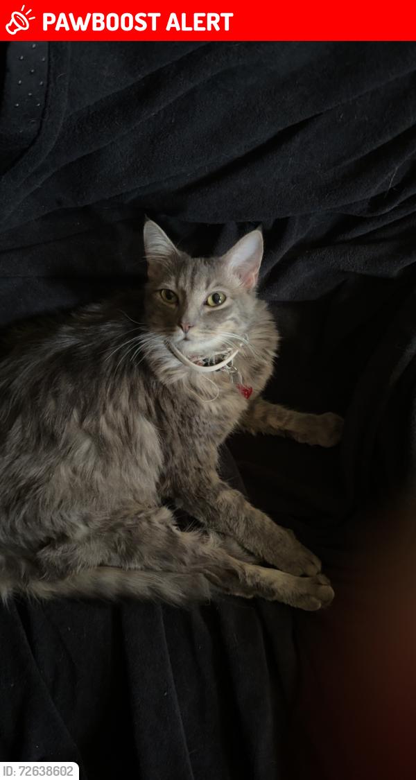 Lost Female Cat last seen Grayson Street and Nolan buy a Walmart, Merseyside, England L1 8LY