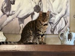 Found/Stray Female Cat last seen Palm Ave and Merrill Ave, Riverside, CA 92506