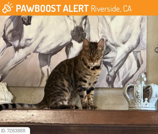 Found/Stray Female Cat last seen Palm Ave and Merrill Ave, Riverside, CA 92506
