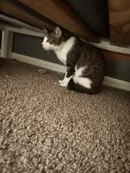 Lost Female Cat last seen Near Hackberry Ct, Spring, TX 77388