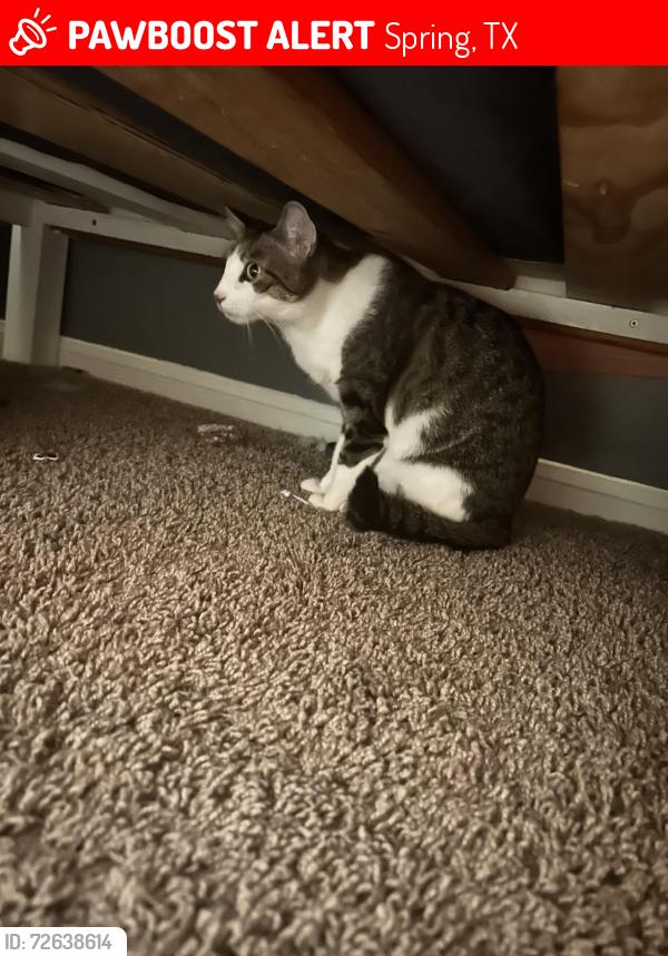 Lost Female Cat last seen Near Hackberry Ct, Spring, TX 77388