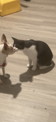 Lost Female Cat last seen Jubilee Ct & Ameria, Roseville, CA 95747