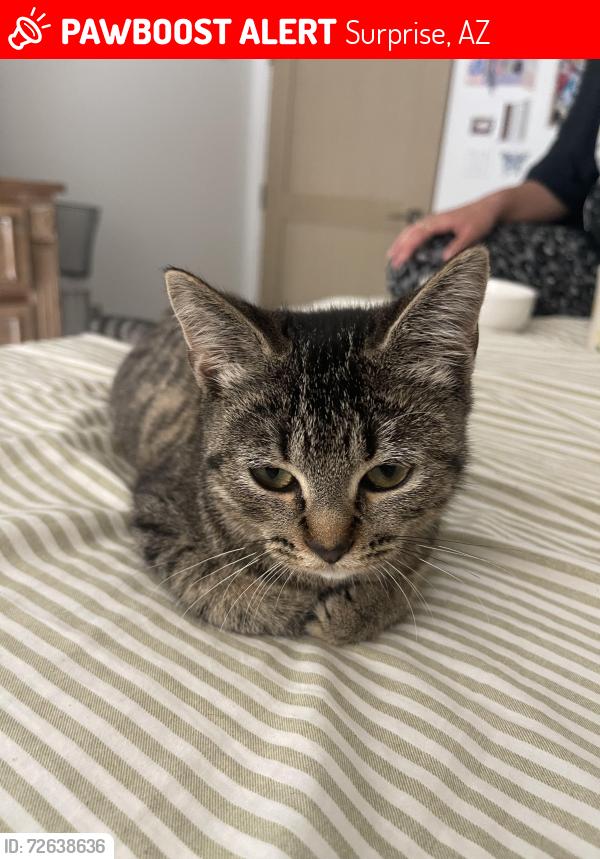Lost Female Cat last seen Bullard & sweetwater , Surprise, AZ 85379