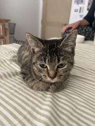 Lost Female Cat last seen Bullard & sweetwater , Surprise, AZ 85379
