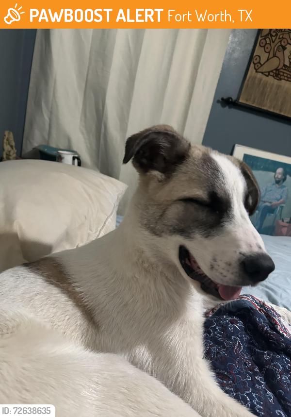 Found/Stray Male Dog last seen Donnelly and Diaz avenue , Fort Worth, TX 76107