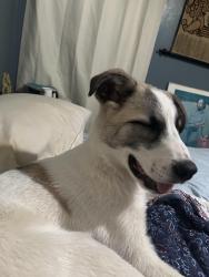 Found/Stray Male Dog last seen Donnelly and Diaz avenue , Fort Worth, TX 76107